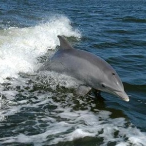 Dolphin Watching in Cebu